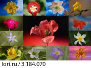 Летние цветы, коллаж. Стоковое фото, фотограф Виктор Зандер / Фотобанк Лори