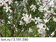 Магнолия звёздчатая (лат. Magnolia stellata). Цветущее растение. Стоковое фото, фотограф Щеголева Ольга / Фотобанк Лори