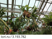 Папоротник Платицериум оленерогий (Platycerium bifurcatum) Стоковое фото, фотограф Светлана Зотеева / Фотобанк Лори