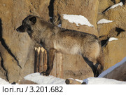 Волк на фоне камней. Стоковое фото, фотограф Юрий Васильев / Фотобанк Лори