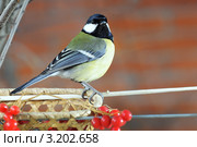 Большая синица или большак, или синица-кузнечик(устаревшее).The Great Tit (Parus major). Стоковое фото, фотограф Федор Королевский / Фотобанк Лори
