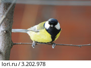 Большая синица или большак, или синица-кузнечик(устаревшее).The Great Tit (Parus major). Стоковое фото, фотограф Федор Королевский / Фотобанк Лори