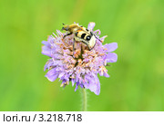 Восковик перевязанный (Trichius fasciatus) Стоковое фото, фотограф Елена Коромыслова / Фотобанк Лори
