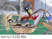 Синицы и кормушка.The Great Tit (Parus major). Стоковое фото, фотограф Федор Королевский / Фотобанк Лори