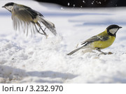 Большая синица или большак.The Great Tit (Parus major). Стоковое фото, фотограф Федор Королевский / Фотобанк Лори