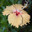 Гибискус. (Hibiscus rosa sinensis Malvaceae) Стоковое фото, фотограф Svet / Фотобанк Лори