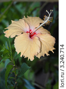 Гибискус. (Hibiscus rosa sinensis Malvaceae) Стоковое фото, фотограф Svet / Фотобанк Лори