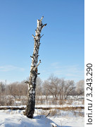 Обрубок березы. Стоковое фото, фотограф Александр Тараканов / Фотобанк Лори