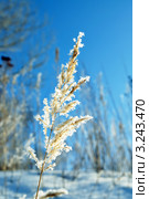 Вейник наземный (Calamagrostis epigeios) в кристалликах льда. Стоковое фото, фотограф Александр Тараканов / Фотобанк Лори