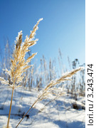 Вейник наземный (Calamagrostis epigeios) в кристалликах льда. Стоковое фото, фотограф Александр Тараканов / Фотобанк Лори