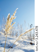 Вейник наземный (Calamagrostis epigeios) в кристалликах льда. Стоковое фото, фотограф Александр Тараканов / Фотобанк Лори