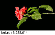 Расцветающий гибискус, или китайская роза (Hibiscus rosa-sinensis L.). Таймлапс. Стоковое видео, видеограф Артем Поваров / Фотобанк Лори