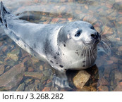 Гренландский тюлень (Pagophilus groenlandicus) Стоковое фото, фотограф Александр Новиков / Фотобанк Лори