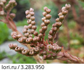 Побеги молодила - Sempervivum. Стоковое фото, фотограф Нина Ефремова / Фотобанк Лори