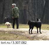 Одинокий пес смотрит вслед собаке, идущей рядом с хозяином (2004 год). Редакционное фото, фотограф Сергей Лаврентьев / Фотобанк Лори