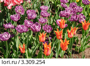Тюльпаны (Tulipa). Сорта Блу Даймонд и Балерина. Стоковое фото, фотограф Алёшина Оксана / Фотобанк Лори