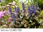 Живучка ползучая (Ajuga reptans) Стоковое фото, фотограф Охотникова Екатерина *Фототуристы* / Фотобанк Лори
