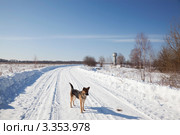 Собака на зимней сельской дороге. Стоковое фото, фотограф Наталья Волкова / Фотобанк Лори
