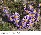Байкальские фиолетовые ромашки - астра альпийская (Aster alpinus L.) Стоковое фото, фотограф Виктория Катьянова / Фотобанк Лори