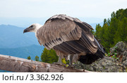 Белоголовый сип (Gyps fulvus) на фоне горного пейзажа. Стоковое фото, фотограф Яков Филимонов / Фотобанк Лори