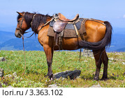 Оседланный конь на фоне горного пейзажа. Стоковое фото, фотограф Яков Филимонов / Фотобанк Лори