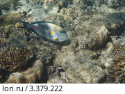 Рыба-хирург (Acanthurus Sohal) Красное море, Египет. Стоковое фото, фотограф Роман Прохоров / Фотобанк Лори