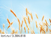 Колоски на ветру. Стоковое фото, фотограф Игорь Струков / Фотобанк Лори