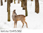 Косуля в зимнем лесу. Стоковое фото, фотограф Игорь Низов / Фотобанк Лори