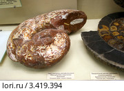 Ядро раковины ракофиллитеса,  Rhacophyllites neojurensis, Quenstadt.  Поздний триас, норий, Кавказ.Палеонтологический музей им. Ю.А.Орлова, Москва (2012 год). Редакционное фото, фотограф Щеголева Ольга / Фотобанк Лори