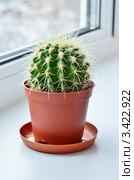 Эхинокактус Грусона (Echinocactus grusonii) на окне. Стоковое фото, фотограф Елена Коромыслова / Фотобанк Лори