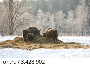Зубры на поляне. Стоковое фото, фотограф Владимир Чинин / Фотобанк Лори