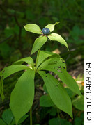 Вороний глаз обыкновенный - Paris quadrifolia. Семейство триллиевых (Trilliaceae), или лилейных (Liliaceae). Стоковое фото, фотограф Алёна Кухтина / Фотобанк Лори