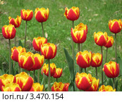 Тюльпаны, сорт "Кисс Неллис" (Tulip Kiss Nellys) Стоковое фото, фотограф Ирина Водяник / Фотобанк Лори