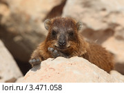 Капский (скалистый) даман  (Procavia capensis) Стоковое фото, фотограф Татьяна Белова / Фотобанк Лори