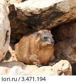 Капский (скалистый) даман  (Procavia capensis) Стоковое фото, фотограф Татьяна Белова / Фотобанк Лори