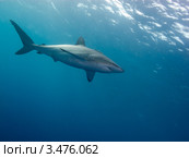 Шёлковая акула, или флоридская акула, или широкоротая акула (Silky shark / Carcharhinus falciformis) Стоковое фото, фотограф Сергей Дубров / Фотобанк Лори