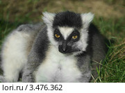Портрет кошачьего лемура (лат. Lemur catta) Стоковое фото, фотограф Валерия Попова / Фотобанк Лори