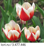 Тюльпаны, сорт Фулл Хаус (Tulip Full House) крупным планом. Стоковое фото, фотограф Ирина Водяник / Фотобанк Лори