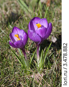 Крокусы фиолетовые или шафраны, Crocus. Стоковое фото, фотограф Маргарита Герм / Фотобанк Лори