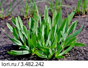 Лук-слизун (Allium nutans) растет на грядке на даче. Стоковое фото, фотограф Дядченко Ольга / Фотобанк Лори