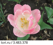 Тюльпан Анжелика (Tulip Angelique) махровый, вид сверху. Нежность. Стоковое фото, фотограф Ирина Водяник / Фотобанк Лори
