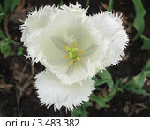 Тюльпан Дайтона (Tulipa Daytona) бахромчатый, вид сверху, крупный план, фокусировка на лепестках. Стоковое фото, фотограф Ирина Водяник / Фотобанк Лори