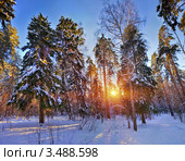 Зимний парк. Стоковое фото, фотограф Julia Shepeleva / Фотобанк Лори