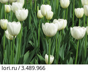 Белые тюльпаны, сорт Сноу Леди (Tulip Snow Lady) Стоковое фото, фотограф Ирина Водяник / Фотобанк Лори