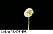 Одуванчик (Taraxacum) Стоковое видео, видеограф Артем Поваров / Фотобанк Лори