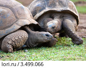 Большая Сейшельская черепаха. Ванилла парк ( La Vanille Reserve park). Маврикий (2012 год). Стоковое фото, фотограф Куликов Константин / Фотобанк Лори