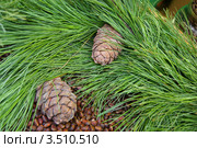 Шишки сибирского кедра, или сосны сибирской кедровой (Pinus sibirica) Стоковое фото, фотограф Валерия Попова / Фотобанк Лори