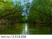 Деревья над рекой. Стоковое фото, фотограф Жилин Степан / Фотобанк Лори