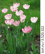 Нежно-розовые тюльпаны Анжелика (Tulip Angelique) махровые. Стоковое фото, фотограф Ирина Водяник / Фотобанк Лори