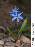 Пролеска двулистная (Scilla bifolia) Стоковое фото, фотограф Онищенко Виктор / Фотобанк Лори